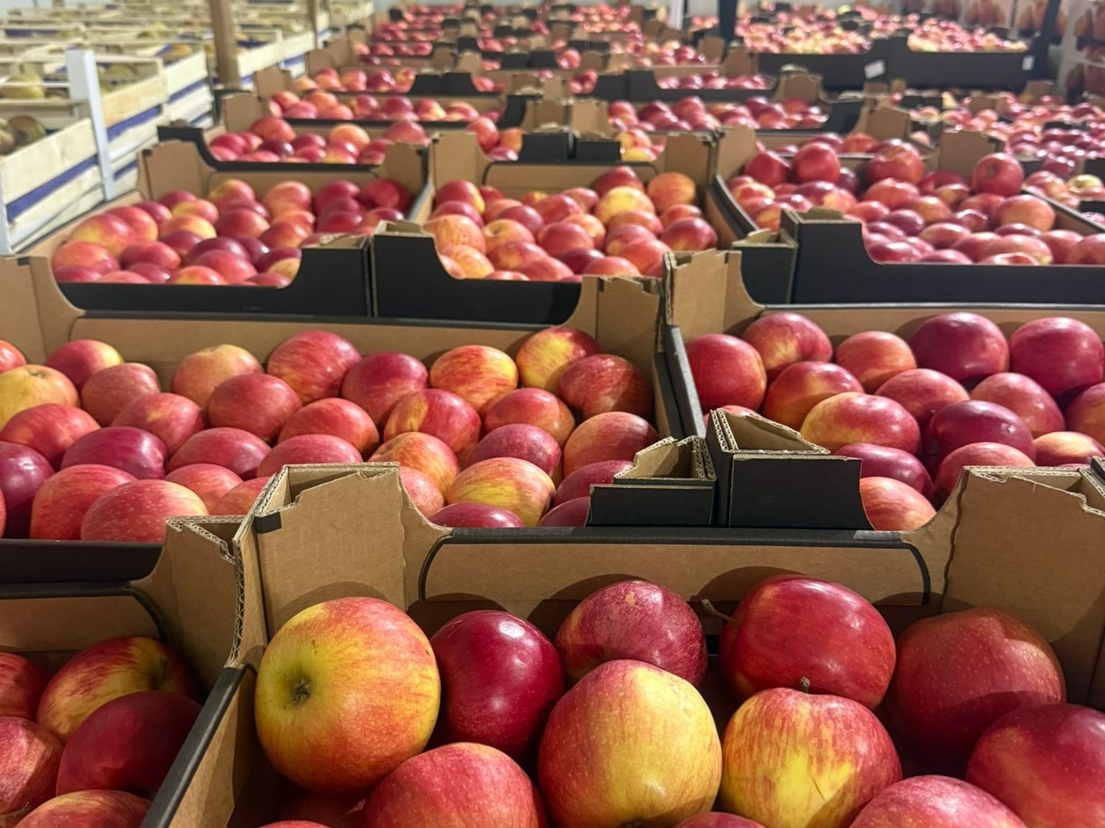 Voće i povrće u maloprodaji AMKO FRUIT